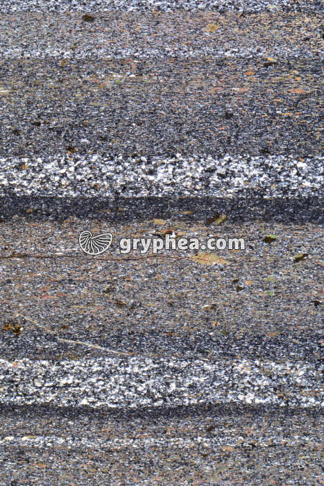 Schiste LPA x5 - gryphea.org